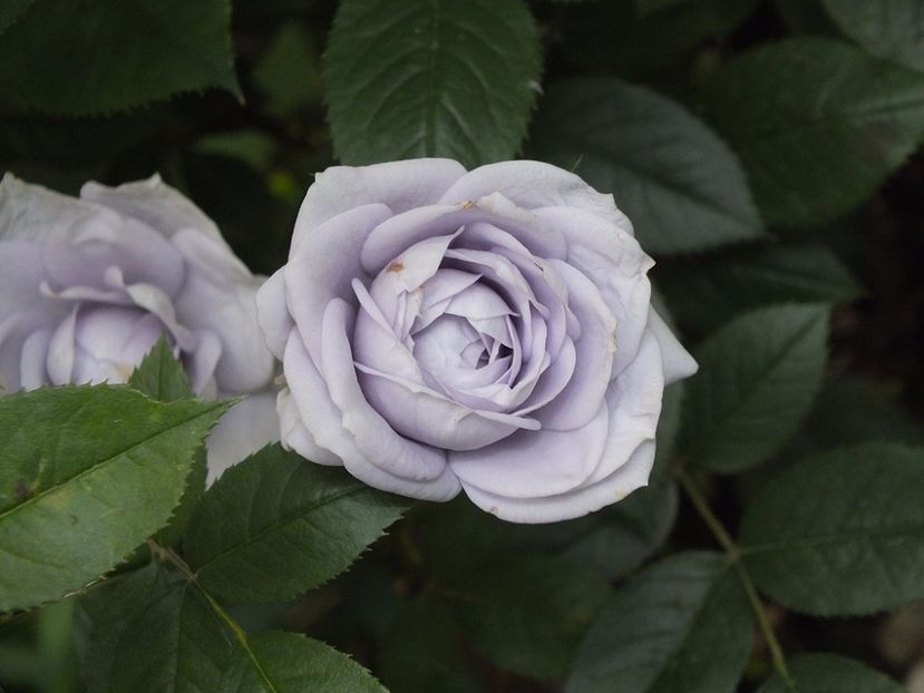 21.06.2017c - Blue Kordana 2017