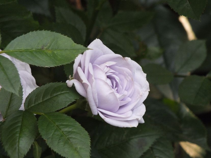 21.06.2017f - Blue Kordana 2017