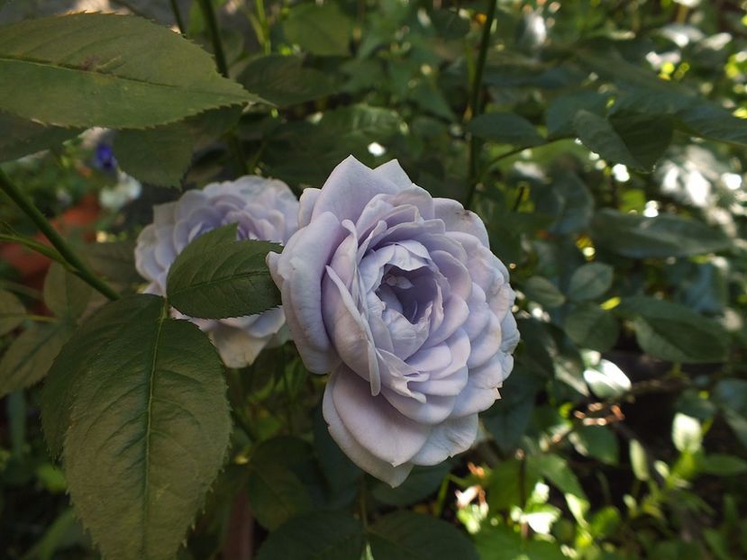 22.06.2017c - Blue Kordana 2017