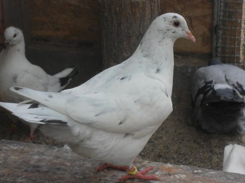 texan masc 2017 - crescatorie 2017