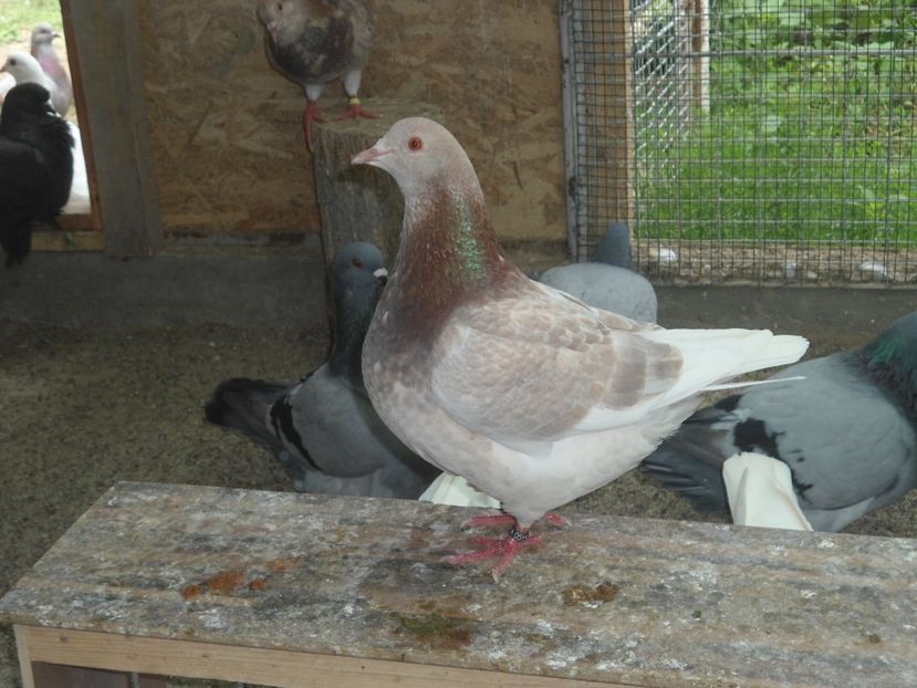 fem texan 2016 - crescatorie 2017