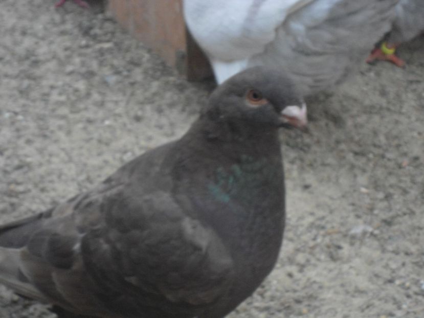 fem 2017 - crescatorie 2017