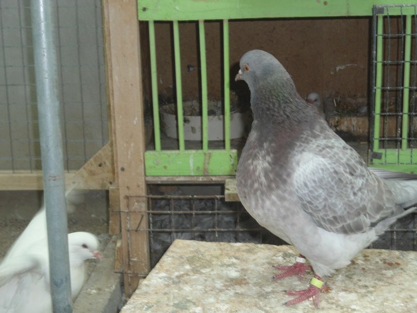 fem 2017 - crescatorie 2017