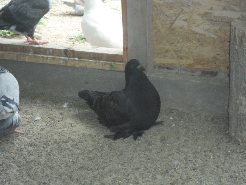 romagnoli 2o17 - crescatorie 2017