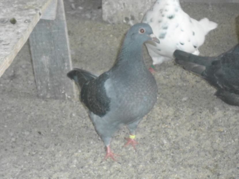 texan 2017 - crescatorie 2017