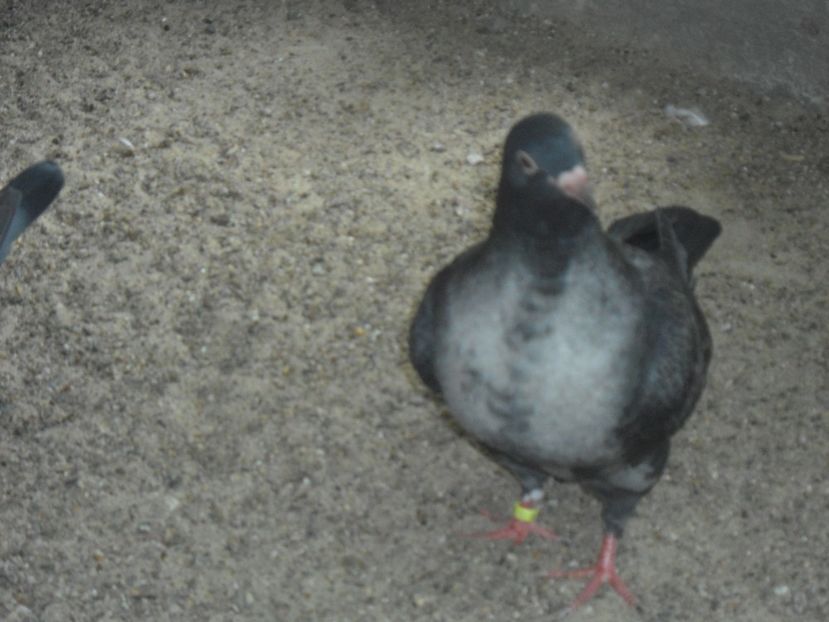 texan 2017 - crescatorie 2017