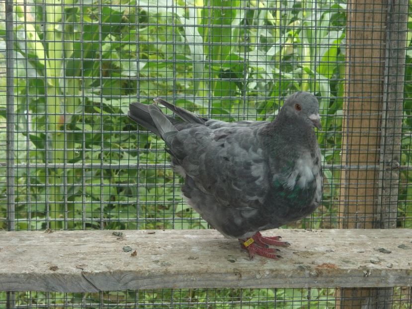 texan 2017 - crescatorie 2017