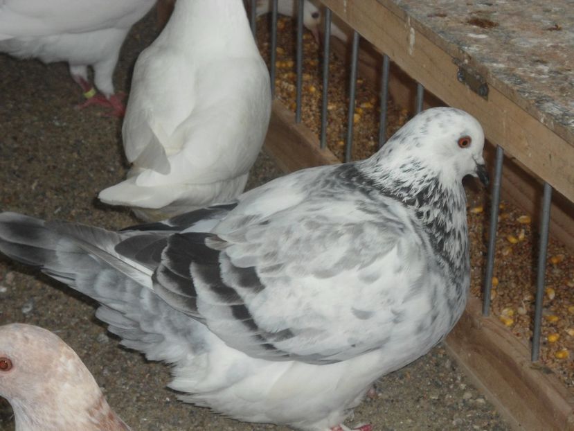 2016 - crescatorie 2017