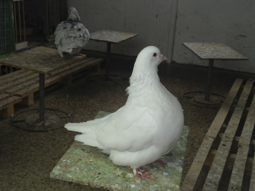 2017 - crescatorie 2017