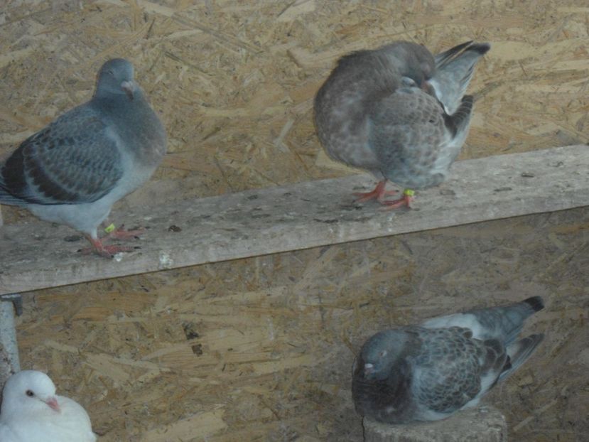 texani 2017 - crescatorie 2017