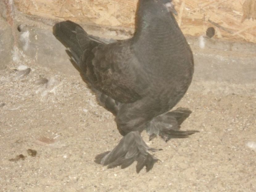 2017 - crescatorie 2017