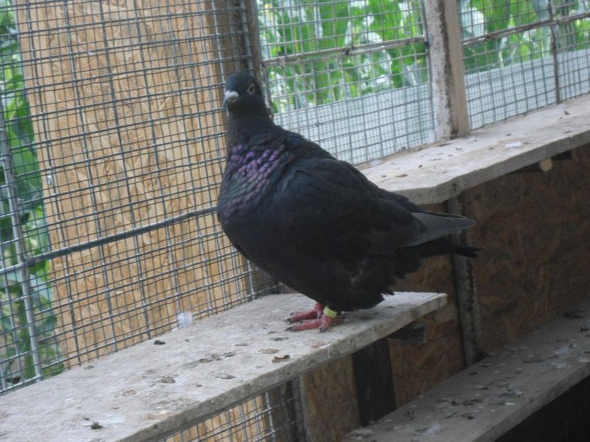 2017 - crescatorie 2017