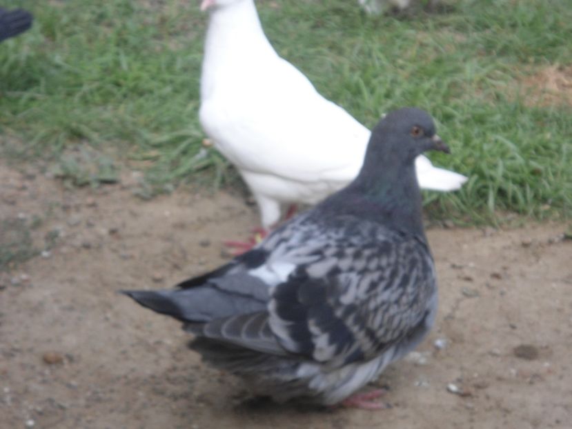 2017 - crescatorie 2017