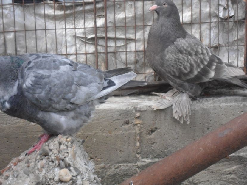 2017 - crescatorie 2017