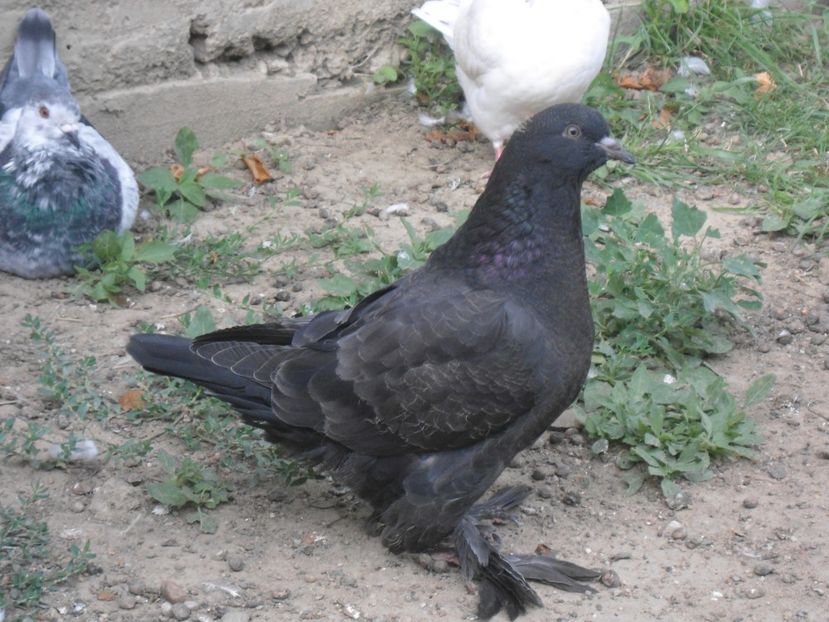 2017 - crescatorie 2017