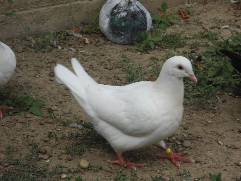 2017 - crescatorie 2017