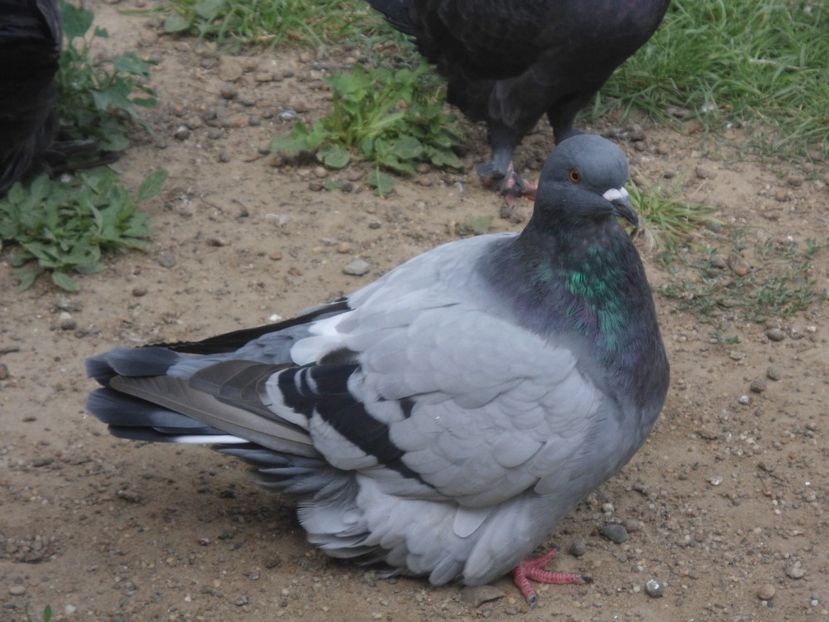 2017 - crescatorie 2017