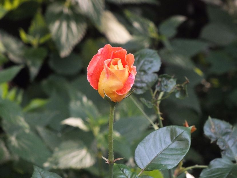 21.06.2017d - Terre de Feu