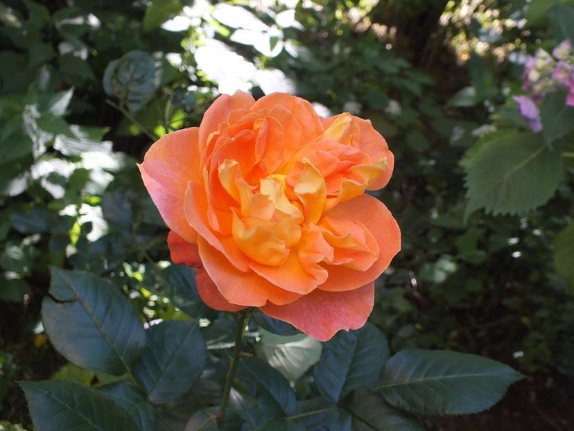 22.06.2017b - Terre de Feu