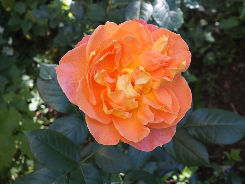 22.06.2017c - Terre de Feu