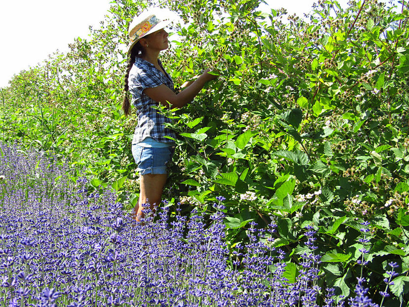 19 iun 2017 006x - o - Muri