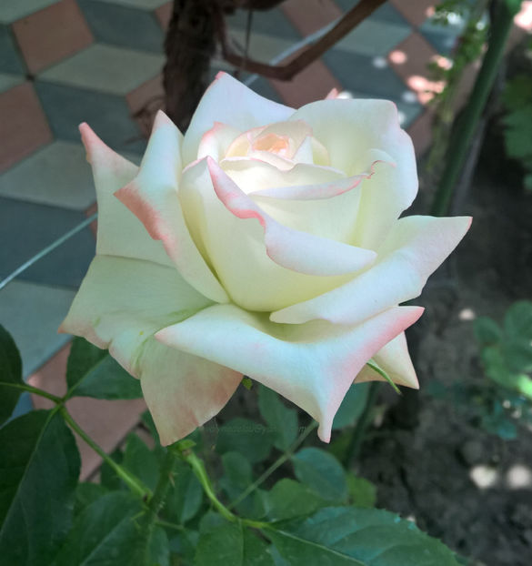valynedelcu@yahoo.com peisaje0117 - Trandafiri
