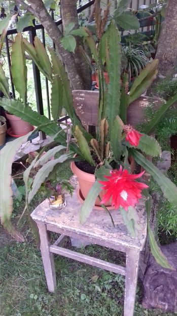  - Limba Soacrei Epiphyllum