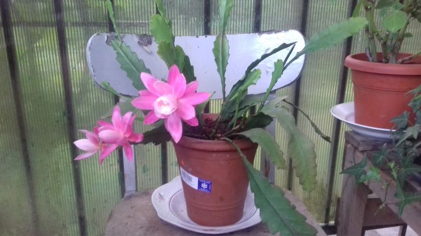 1500138980458-1674643802 - Limba Soacrei Epiphyllum