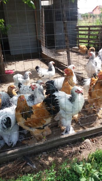  - Tineret brahma 2017