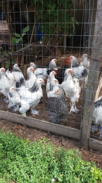  - Tineret brahma 2017