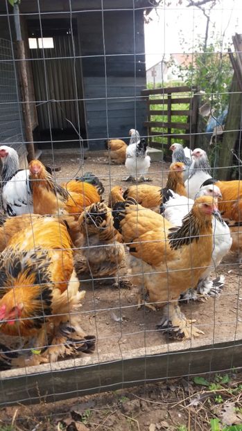  - Tineret brahma 2017