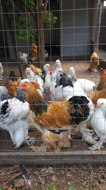  - Tineret brahma 2017