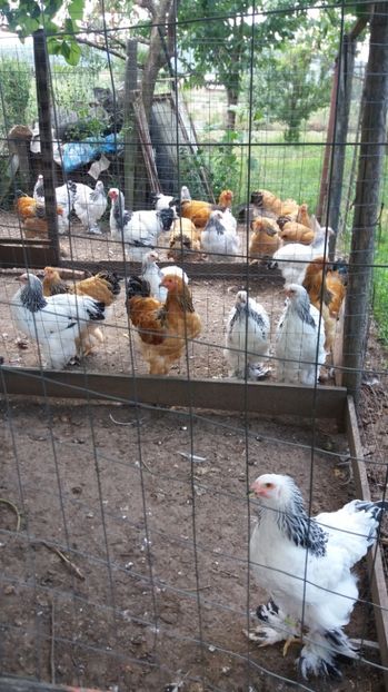  - Tineret brahma 2017