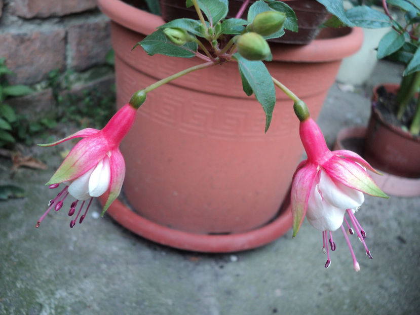 primele floricele - Vara