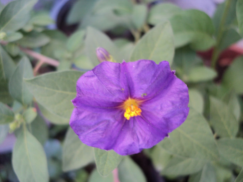 solanum rantonnetii - Vara