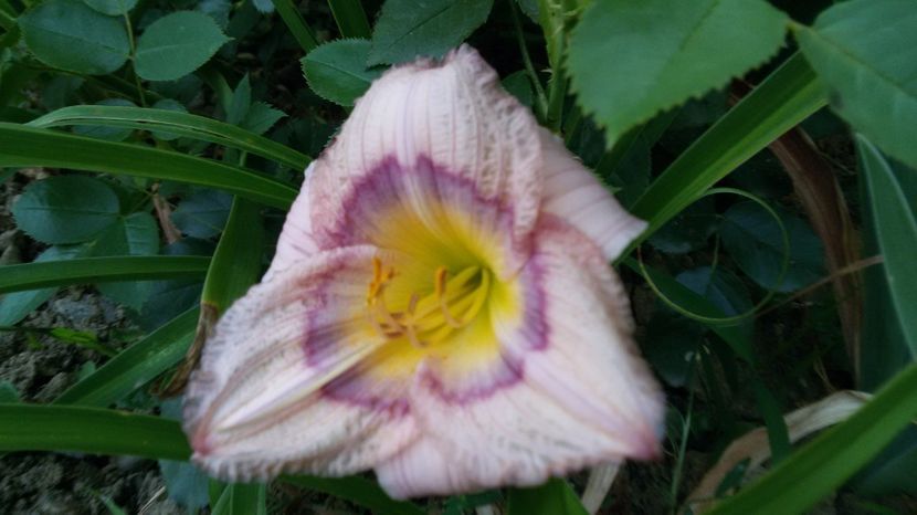  - hemerocallis 2017