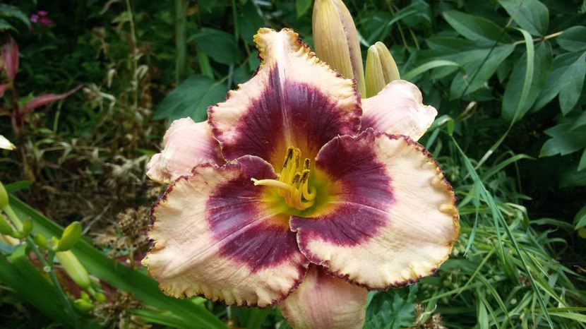  - hemerocallis 2017