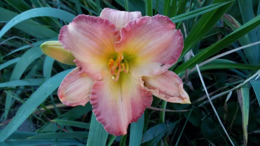  - hemerocallis 2017