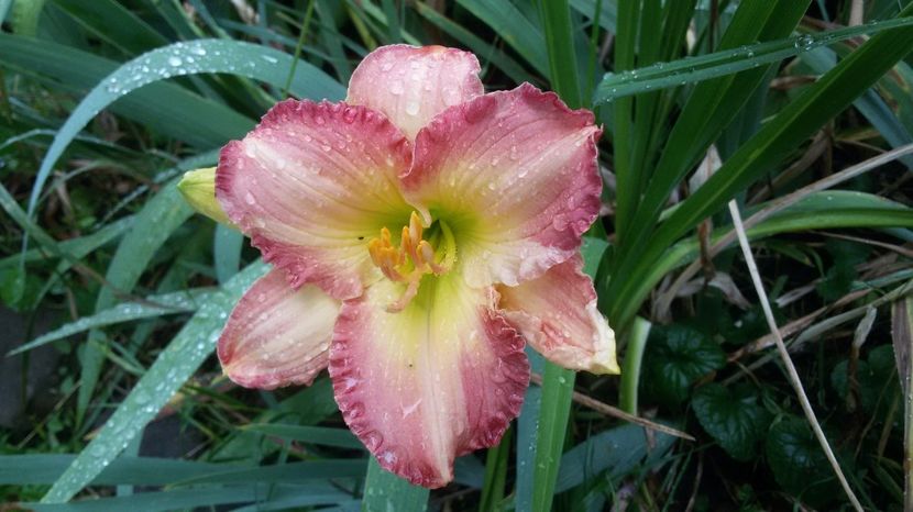  - hemerocallis 2017