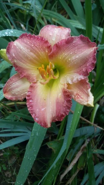  - hemerocallis 2017