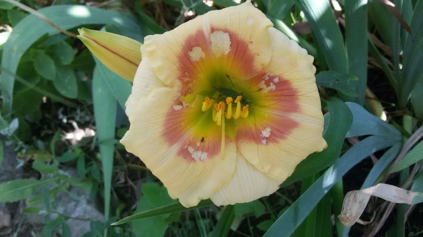  - hemerocallis 2017