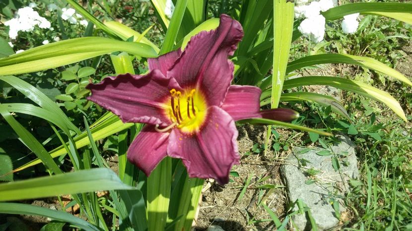  - hemerocallis 2017
