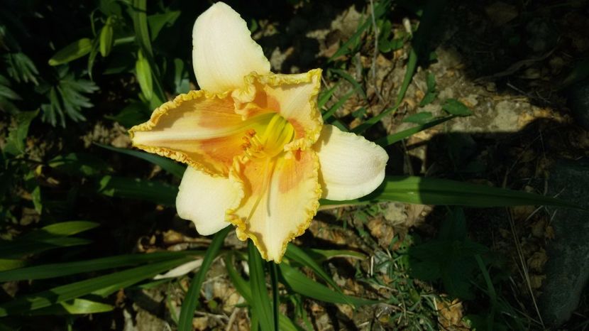  - hemerocallis 2017