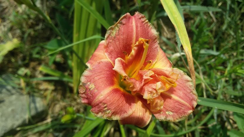  - hemerocallis 2017