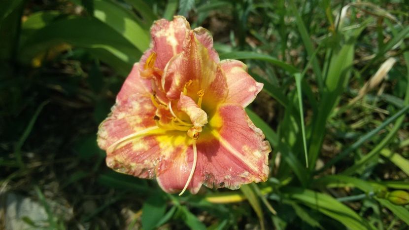  - hemerocallis 2017