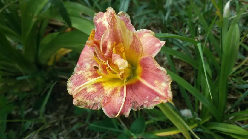  - hemerocallis 2017