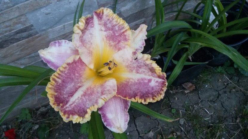  - hemerocallis 2017