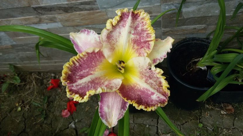  - hemerocallis 2017