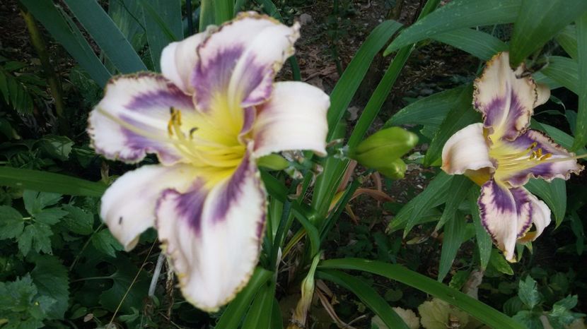  - hemerocallis 2017