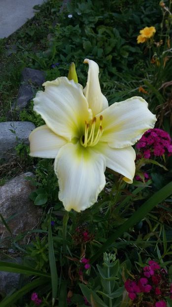  - hemerocallis 2017